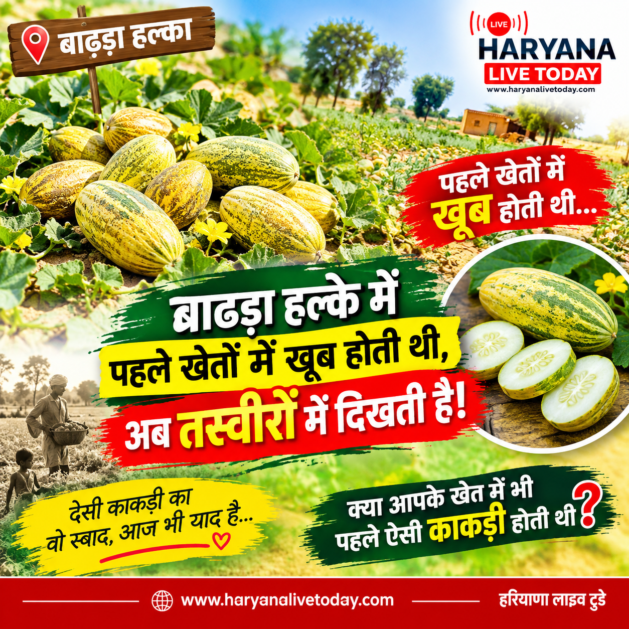 खेत से काकड़ी तोड़कर खाना, उसका देसी स्वाद और बचपन की वो यादें… आज भी बहुत से लोगों के दिलों में ताजा हैं।लेकिन वक्त के साथ बहुत कुछ बदल गया। कभी खेतों में आसानी से मिलने वाली यह देसी काकड़ी आज कई जगहों पर देखने को भी नहीं मिलती। अब तो इसकी यादें और तस्वीरें ही पुराने समय की कहानी सुनाती हैं।वैसे काकड़ी खाना किसे पसंद नहीं होगा? गर्मियों में ठंडी-ठंडी देसी काकड़ी मिल जाए, तो स्वाद ही कुछ और होता है।आप बताइए, क्या आपके गांव में भी पहले ऐसी काकड़ी होती थी? और क्या आज भी आपके खेतों में यह उगती है? कमेंट में अपनी पुरानी यादें जरूर साझा करें।